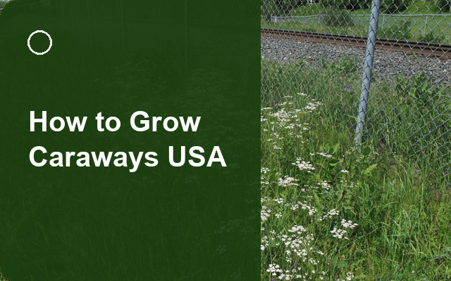 How to Grow Caraways USA | Complete Growing Guide guide thumbnail