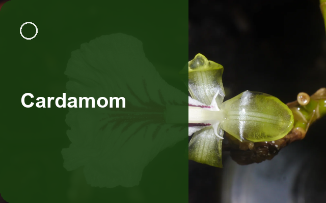 How to Grow Cardamoms | Planting & Establishment guide thumbnail