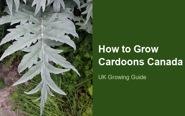 How to Grow Cardoons Canada | Planting & Establishment guide thumbnail