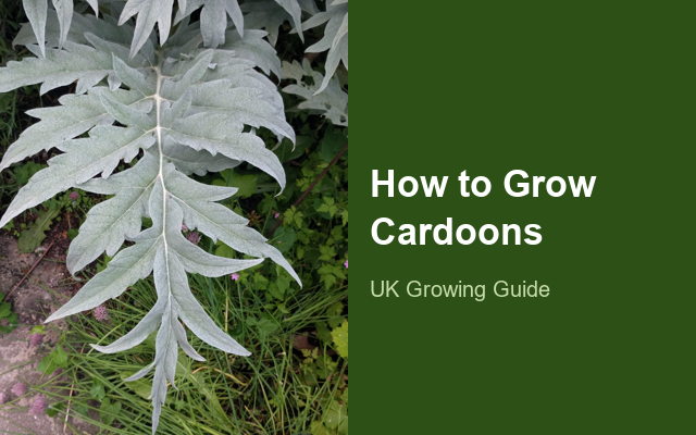 How to Grow Cardoons | Planting & Establishment guide thumbnail
