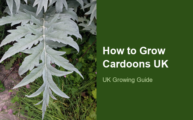 How to Grow Cardoons UK | Regional Planting Calendar guide thumbnail