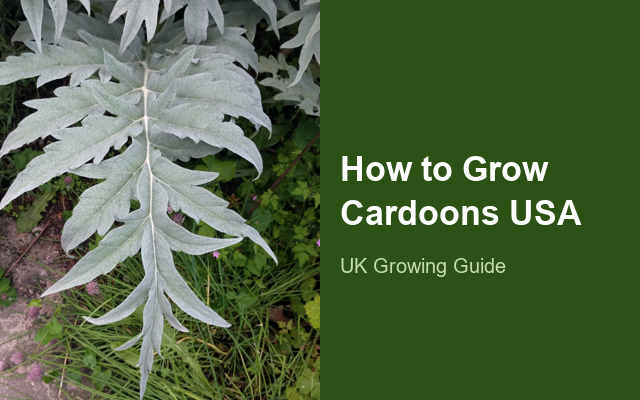 How to Grow Cardoons USA | Planting & Establishment guide thumbnail