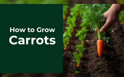 Carrots guide thumbnail