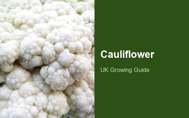 Cauliflower guide thumbnail