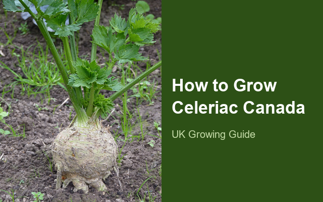 How to Grow Celeriacs Canada | Soil, pH & Growing Guide guide thumbnail