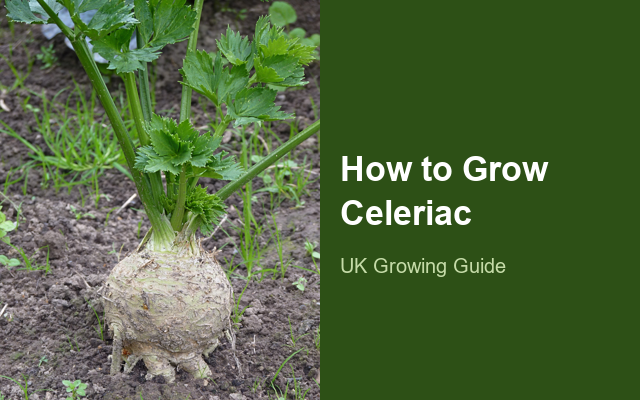 How to Grow Celeriacs | Soil, pH & Growing Guide guide thumbnail