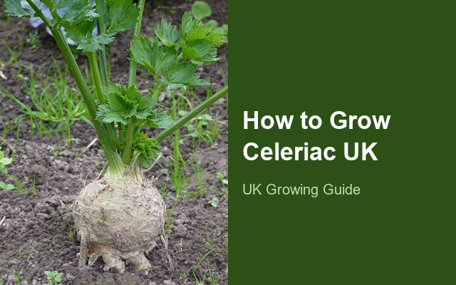 How to Grow Celeriacs UK | Regional Planting Calendar guide thumbnail