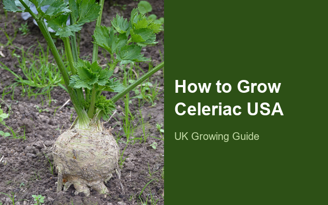 How to Grow Celeriacs USA | Soil, pH & Growing Guide guide thumbnail