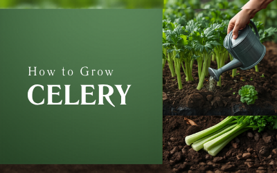 Celery guide thumbnail