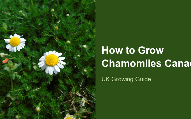 How to Grow Chamomiles Canada | Planting & Establishment guide thumbnail
