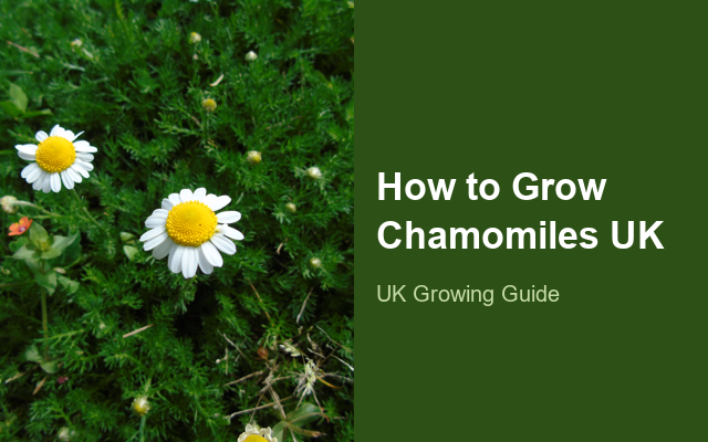How to Grow Chamomiles UK | Regional Planting Calendar guide thumbnail