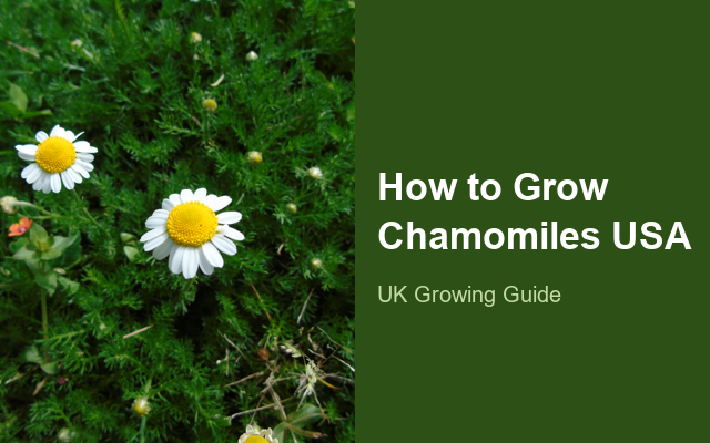 How to Grow Chamomiles USA | Planting & Establishment guide thumbnail