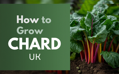 Chard guide thumbnail