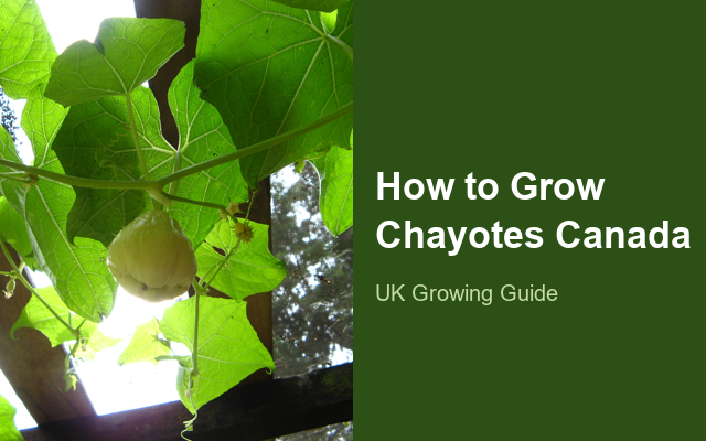 How to Grow Chayotes Canada | Planting & Establishment guide thumbnail