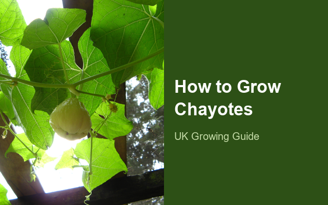 How to Grow Chayotes | Planting & Establishment guide thumbnail