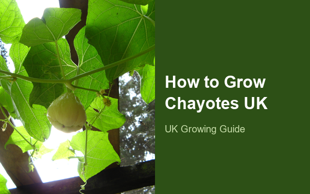 How to Grow Chayotes UK | Regional Planting Calendar guide thumbnail