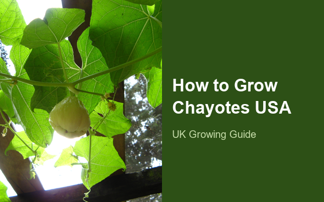 How to Grow Chayotes USA | Planting & Establishment guide thumbnail