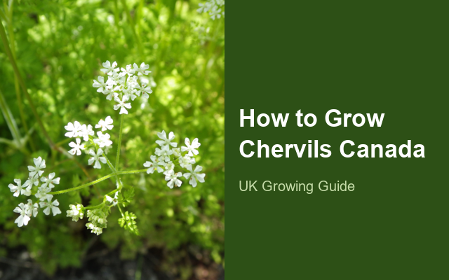 How to Grow Chervils Canada | Complete Growing Guide guide thumbnail
