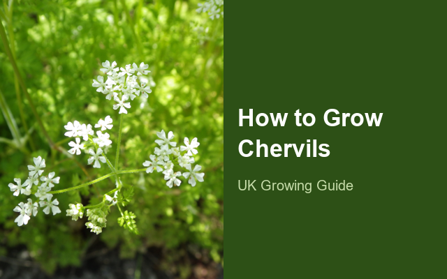 How to Grow Chervils | Complete Growing Guide guide thumbnail