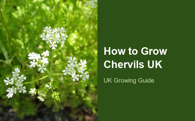 How to Grow Chervils UK | Regional Planting Calendar guide thumbnail