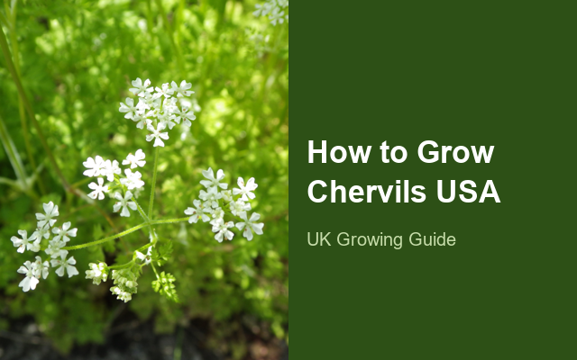How to Grow Chervils USA | Complete Growing Guide guide thumbnail