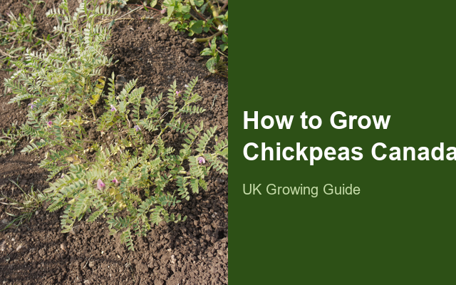 How to Grow Chickpeas Canada | Complete Growing Guide guide thumbnail