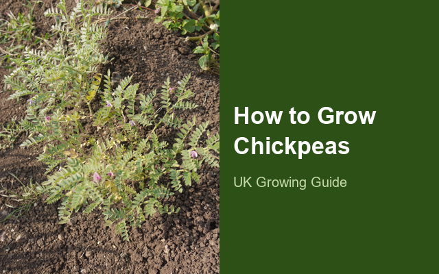 How to Grow Chickpeas | Complete Growing Guide guide thumbnail
