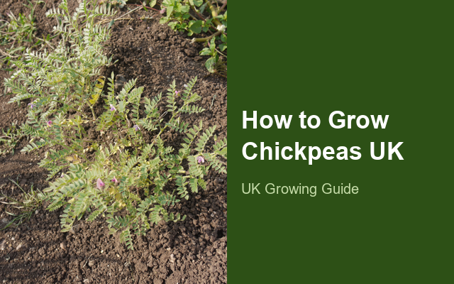How to Grow Chickpeas UK | Regional Planting Calendar guide thumbnail