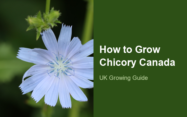 How to Grow Chicories Canada | Planting & Establishment guide thumbnail
