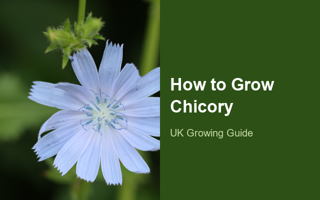 How to Grow Chicories | Planting & Establishment guide thumbnail