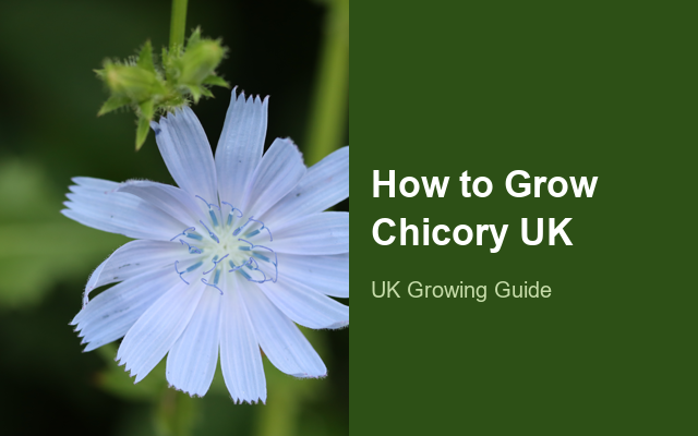 How to Grow Chicories UK | Regional Planting Calendar guide thumbnail