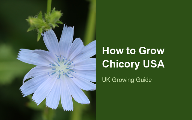 How to Grow Chicories USA | Planting & Establishment guide thumbnail
