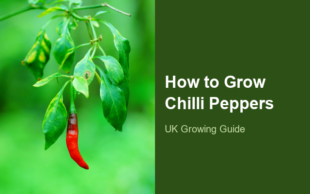 How to Grow Chilli Peppers | Planting & Establishment guide thumbnail