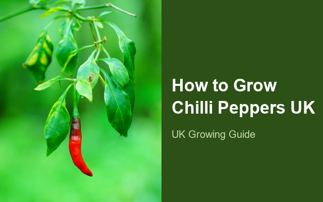 How to Grow Chilli Peppers UK | Regional Planting Calendar guide thumbnail