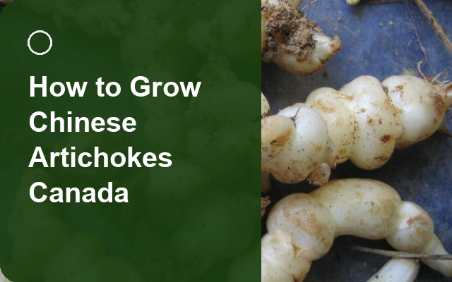 How to Grow Chinese Artichokes Canada | Planting & Establishment guide thumbnail