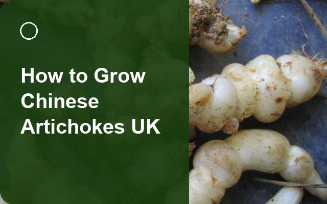 How to Grow Chinese Artichokes UK | Planting & Establishment guide thumbnail
