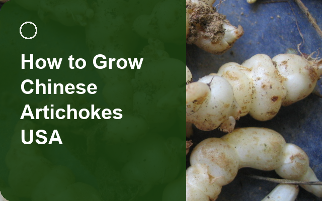 How to Grow Chinese Artichokes USA | Planting & Establishment guide thumbnail