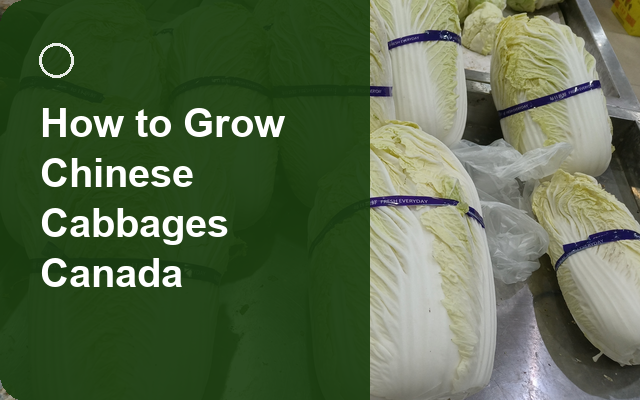 How to Grow Chinese Cabbages Canada | Care, Pests & Disease Control guide thumbnail