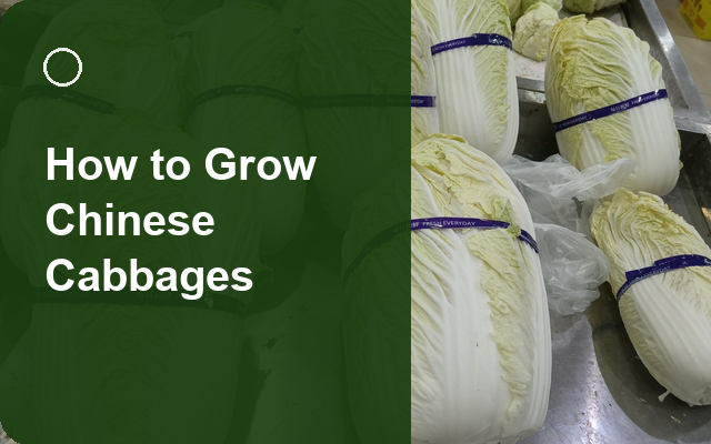 How to Grow Chinese Cabbages | Care, Pests & Disease Control guide thumbnail