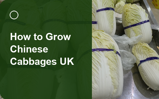 How to Grow Chinese Cabbages UK | Regional Planting Calendar guide thumbnail