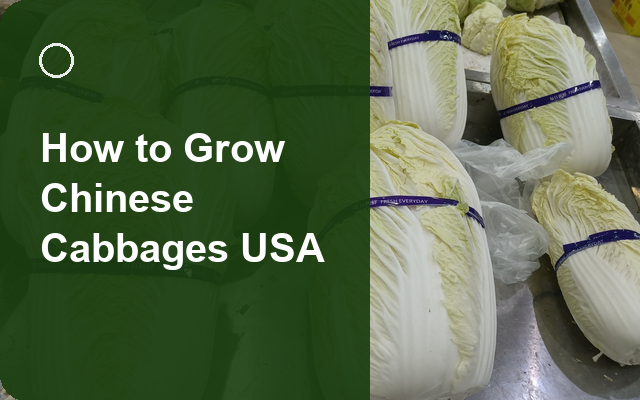 How to Grow Chinese Cabbages USA | Care, Pests & Disease Control guide thumbnail