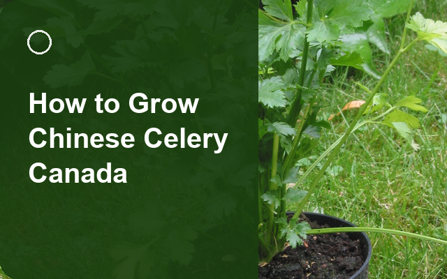 How to Grow Chinese Celery Canada | Soil, pH & Growing Guide guide thumbnail