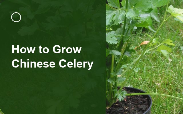 How to Grow Chinese Celery | Soil, pH & Growing Guide guide thumbnail