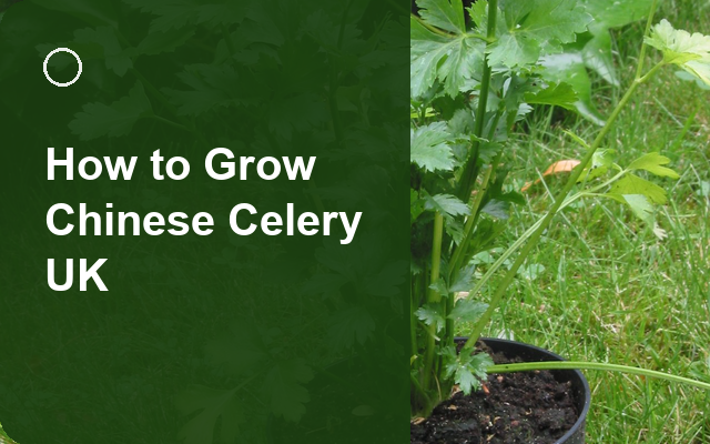 How to Grow Chinese Celery UK | Soil, pH & Growing Guide guide thumbnail