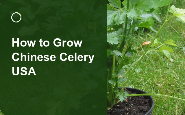How to Grow Chinese Celery USA | Soil, pH & Growing Guide guide thumbnail