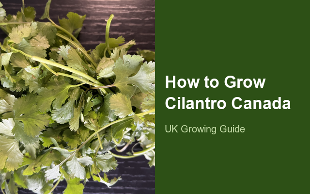 How to Grow Cilantros Canada | Complete Growing Guide guide thumbnail