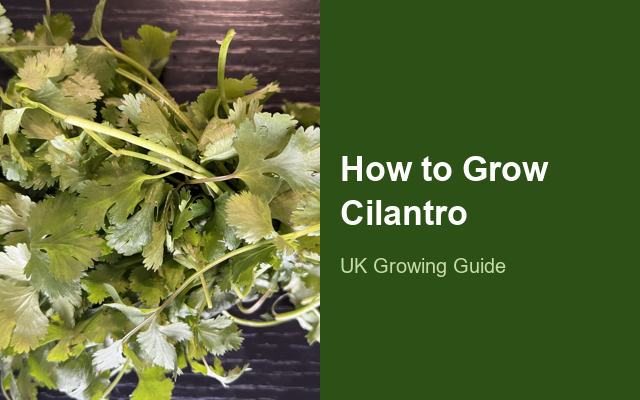 How to Grow Cilantros | Complete Growing Guide guide thumbnail