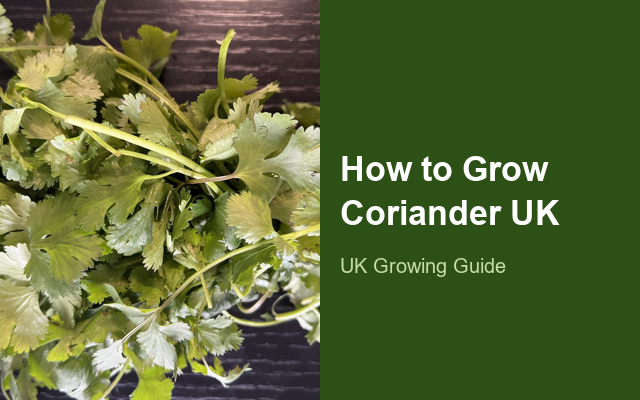 How to Grow Coriander (Cilantro) UK | Regional Planting Calendar guide thumbnail