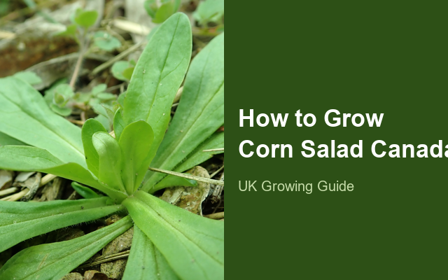 How to Grow Corn Salad (Lamb's Lettuce) Canada | Fast Sowing-to-Harvest Guide guide thumbnail