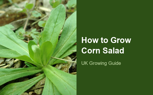How to Grow Corn Salad (Lamb's Lettuce) | Fast Sowing-to-Harvest Guide guide thumbnail